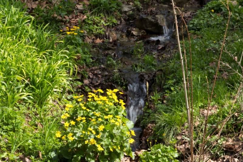 pszentlaszlo_arboretum-20180412-70 (Egyedi).jpg